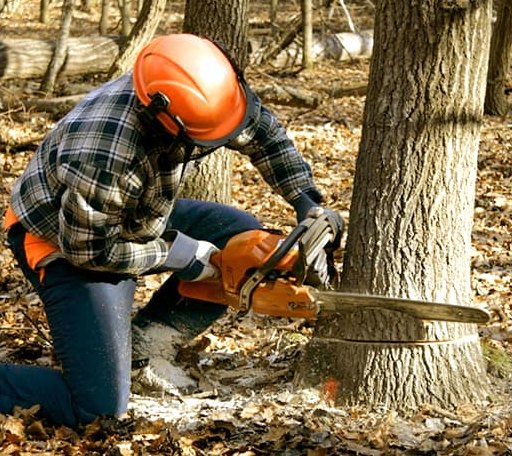 Tree Removal in Gregory, TX